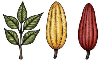 Cocoa beans, cocoa pods and leaves photo