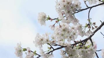 White Sakura bloom in the mountain forests during spring. video