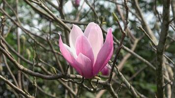 A blooming magnolia bathed in sunlight. video