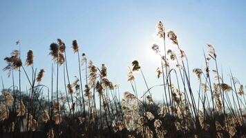 Sunlit reeds sway peacefully in the wind on a winter day against the backdrop of the sky video