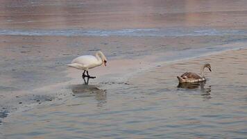 a swan walks on the ice of a frozen pond in the evening video