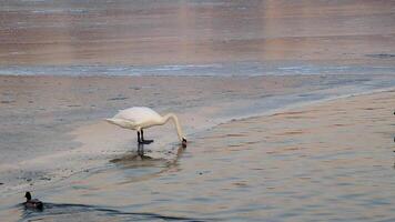 A swan dives from an ice floe into the water in the evening video