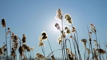 Sunlit reeds sway peacefully in the wind on a winter day against the backdrop of the sky video