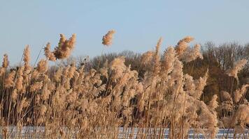 Reeds sway in the wind on a winter day against the backdrop of a frozen river covered in ice video
