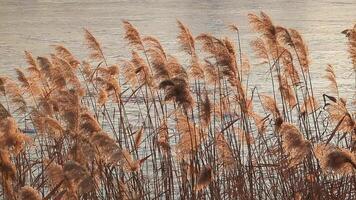 Reeds sway in the wind on a winter day against the backdrop of a frozen river covered in ice video