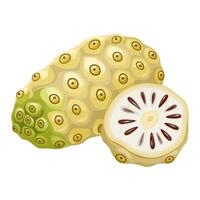 Illustration of noni fruit, scientific name Morinda citrifolia, isolated on a white background. vector