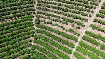 A breathtaking aerial view showcasing lush green crops that are neatly arranged in organized rows. Media video