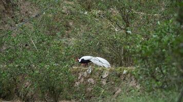 A graceful white bird is nestled comfortably in the lush greenery of its surroundings. Media video