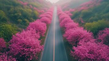 Pink blossom trees line road. Aerial view of colorful trees along the path. Spring scene. Flowers bloom in outdoor nature. Foggy morning light. photo