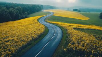 Road curves through fields. Yellow flowers grow beside the road. Green trees and a foggy sky are in the distance. A peaceful country landscape. photo