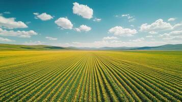 Yellow flower field under bright sky. Rows of flowers in a field. Farm landscape with blue sky and white clouds. Beautiful nature scene. photo