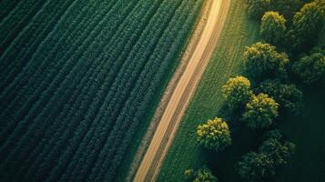 Field view from above. Country road goes next to plants and trees. Green nature in warm light. Aerial farm scene. photo
