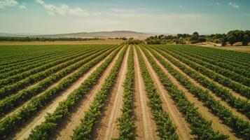 Vineyard landscape view from above. Rows of green plants in field. Farmland with mountain in the background on a sunny day. Rural area with trees. photo
