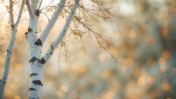 Beautiful birch tree with soft bokeh background showcasing nature's tranquility and light during a serene morning photo