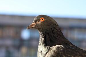Pigeon closeup portrait, bird on the window, summer day, pigeon beautiful portrait photo