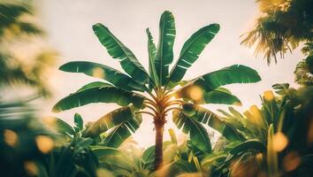 Lush banana palm stands tall in a vibrant tropical landscape during golden hour illumination photo