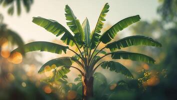 Lush banana tree stands tall against a serene morning light in a tropical garden setting photo