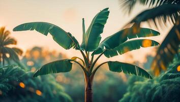 Sunset view of a vibrant banana tree silhouette against a colorful tropical background in a serene environment photo