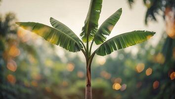 Palm tree showcasing vibrant green leaves against a blurred natural background during the golden hour photo