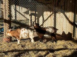 Two goats in a sunlight-lit enclosure with hay and metal fencing photo