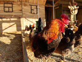 Majestic rooster and hens in a rustic wooden chicken coop bathed in sunlight photo