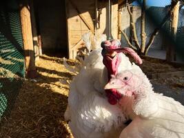 Two turkeys standing in their enclosure lit by the warm sunlight outdoors photo