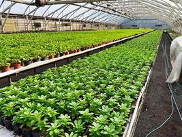 Greenhouse with rows of vibrant plants growing in small pots photo