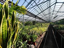 Sunlit greenhouse showcasing vibrant plants arranged in rows under a clear roof photo