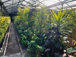 Lush greenhouse environment with a diverse array of thriving green plants photo