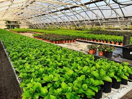 Lush green plants in a greenhouse with controlled environment for cultivation photo