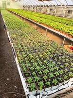 Vibrant seedlings and plants growing in rows inside a spacious greenhouse photo