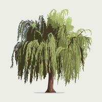 Stylized Green Willow Tree in a Simple Style vector