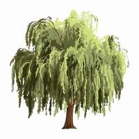 A willow tree on a white background vector