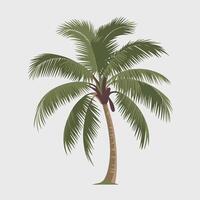A palm tree on a white background vector