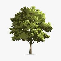 Stylized Green Small Tree in a Simple Flat Style vector