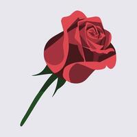 A red rose is shown on a white background vector