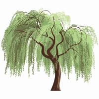 Willow tree on a Plain White Background vector
