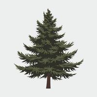 A pine tree on a white background vector