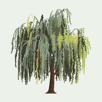 Flat Willow Tree Design with Clean White Background vector