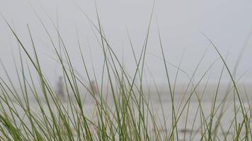 Swaying beach grass dances in the wind under a cloudy sky, creating a serene atmosphere at the ocean edge video