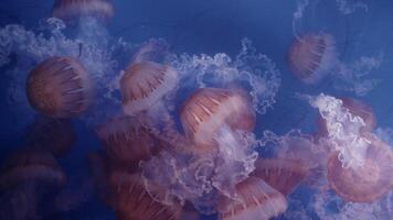 Jellyfish glide gracefully through a vibrant blue aquatic environment, showcasing their mesmerizing tentacles and serene movements video