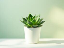 Green Succulent in White Planter on a Minimalistic Canvas photo