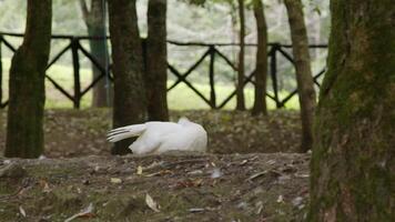 Beautiful white duck preens its feathers in a tranquil farm setting video