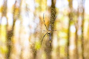 Huge Giant wood spider in its web net in Khao Lak in Thailand. photo