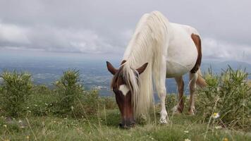 Horse with a long white mane grazes peacefully on a mountaintop with a cloudy sky and a view in the background video