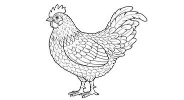 coloring page featuring a chicken with detailed feathers vector