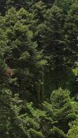 Natural Forest Environment Trees video