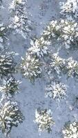 Snowy Trees Overhead View video