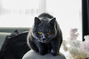 Close-Up of a Gray Cat with Intense Yellow Eyes Indoors photo