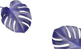 Color of 2022 year lavender very peri monstera two leaves isolated on white background. photo